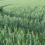 Green wheat crops, part of Agrii's trial