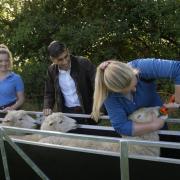 Prime Minister Rishi Sunak watches apprentice Kate Watson (right) during sheep drenching during a visit to Writtle University College near Chelmsford, Essex