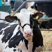 Lowering carbon emissions will be focus at this year's Dairy Show