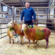 Roger Charnley with his three multi-coloured ewes which raised over £2,000 for Rainbow Trust Children’s Charity