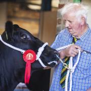 Andrew Hodge, the judge of the Aberdeen Angus show