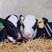 Minimising stress in calves is crucial