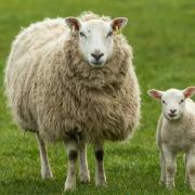 Forage sampling is recommended to help maintain health of ewes and lambs