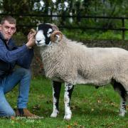 The champion and the record breaking ram from Messrs Richardson, Ghyll House held by Ben Richardson