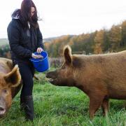 Elli checking and feeding the Tamworth Pigs on the Lowther Estate