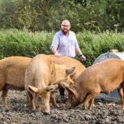 Ryan Perry with some of his herd of rare Tamworth pigs