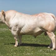 INRA95 bull Lascaro