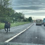 Cattle on the A1 this morning near Durham.