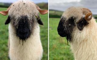 Alpine Molly, the Valaise ewe stolen from the Hexham area