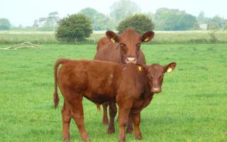 Lincoln Red cow and calf