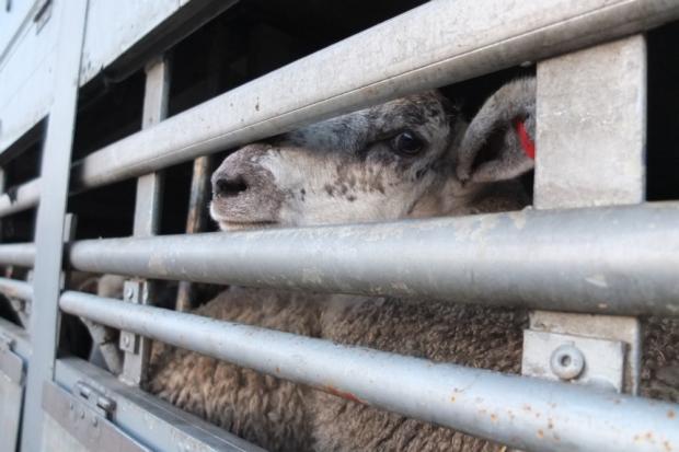 ANIMAL WELFARISTS have been campaigning against live exports to slaughter for 50 years