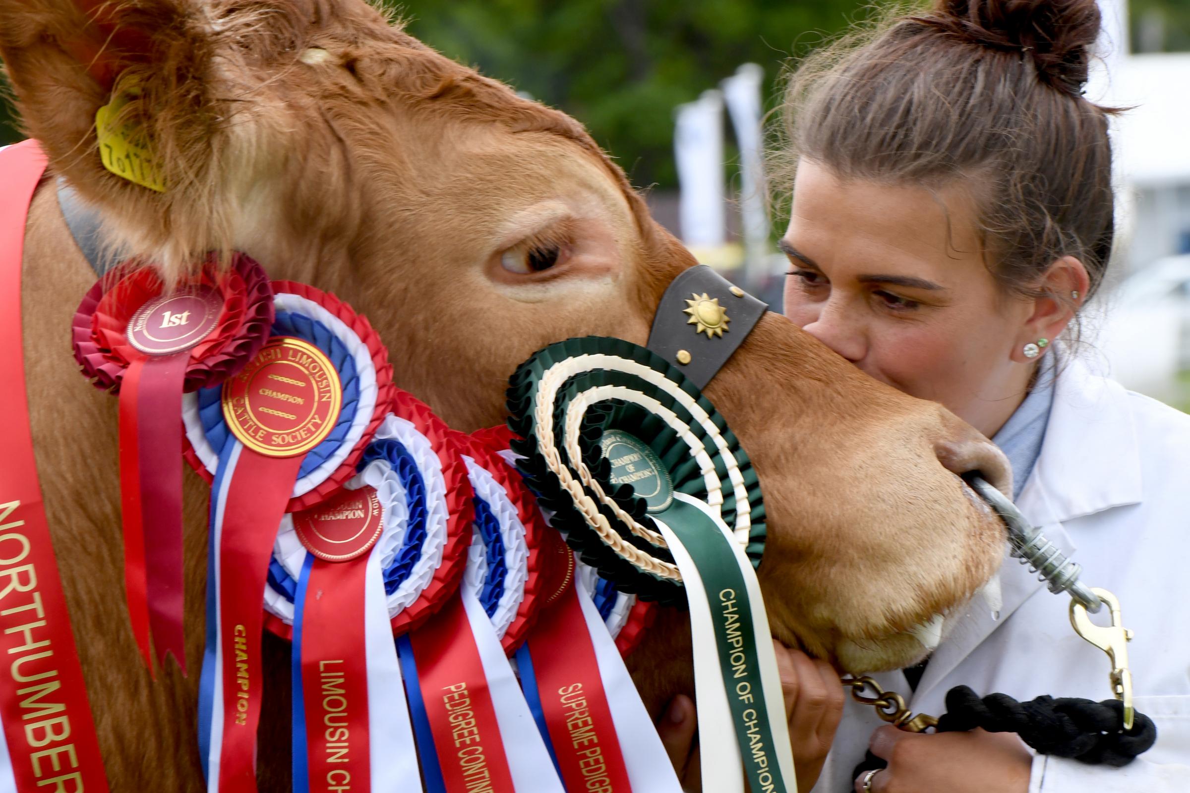 Hannah Brown with a champion limousin Photo: KATE BUCKINGHAM